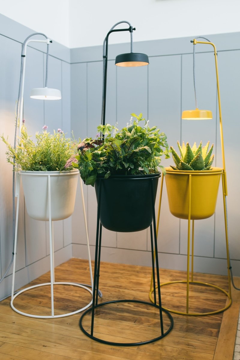 Modern Sprout Uplift Planter - lily & onyx