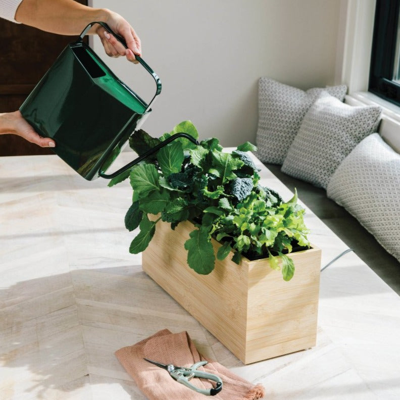 Modern Sprout Watering Can - lily & onyx