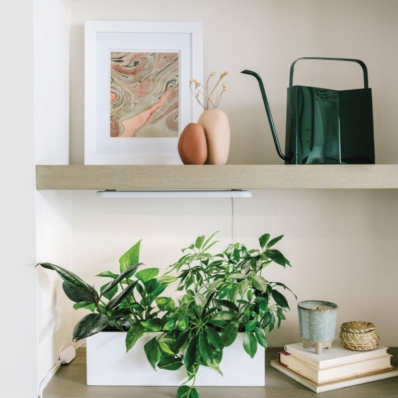 Modern Sprout Watering Can - lily & onyx