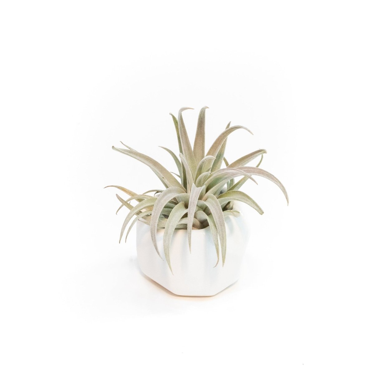 Air Plant Supply Co. White Geometric Ceramic Container with Premium Tillandsia Air Plant - lily & onyx