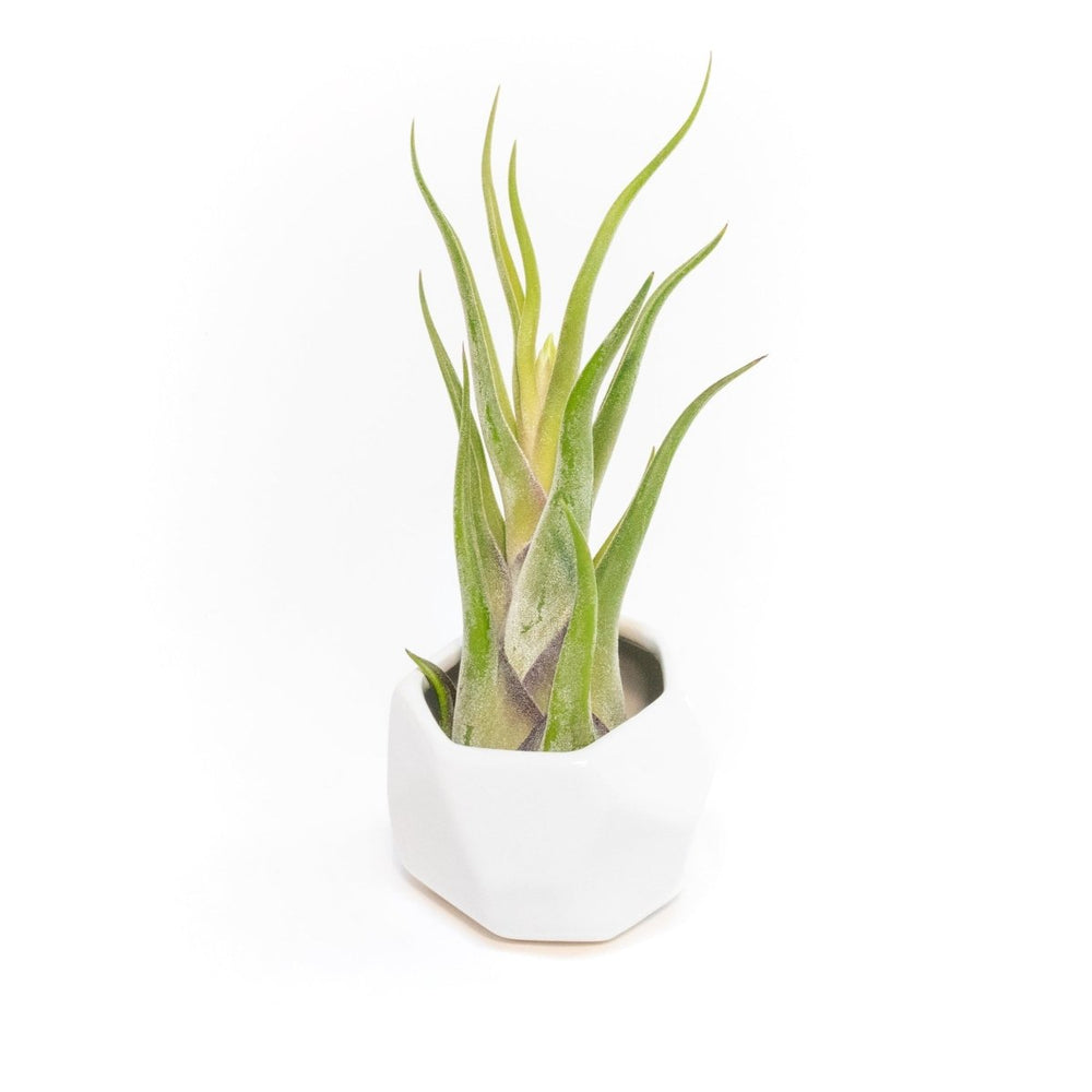 Air Plant Supply Co. White Geometric Ceramic Container with Premium Tillandsia Air Plant - lily & onyx