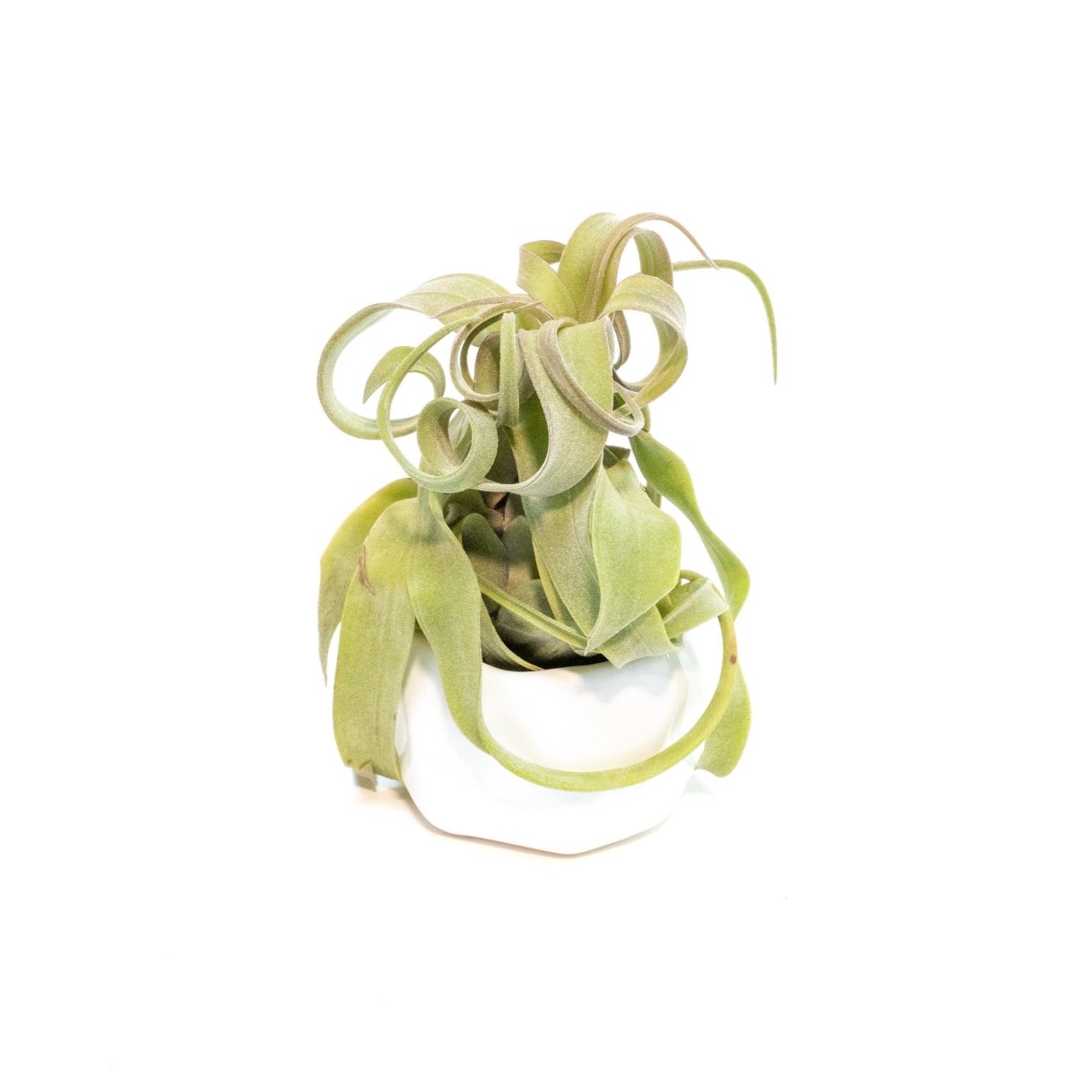 Air Plant Supply Co. White Geometric Ceramic Container with Premium Tillandsia Air Plant - lily & onyx