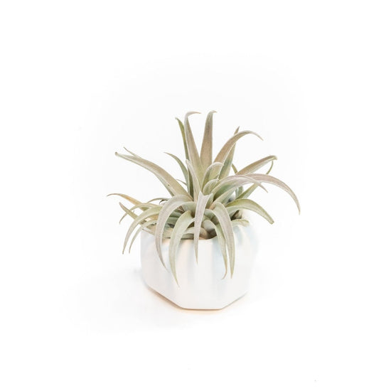 Air Plant Supply Co. White Geometric Ceramic Vessel with Tillandsia Air Plant - lily & onyx