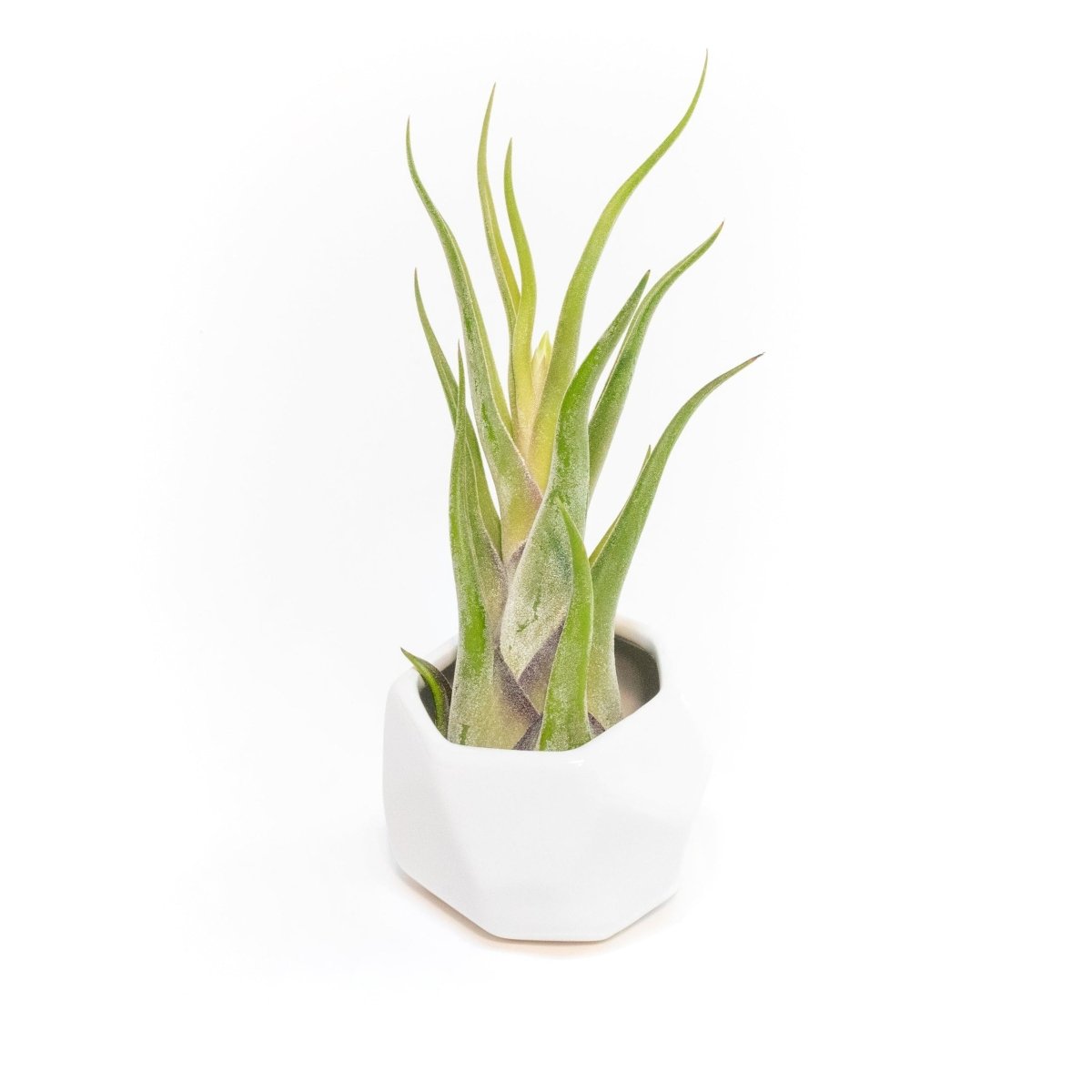 Air Plant Supply Co. White Geometric Ceramic Vessel with Tillandsia Air Plant - lily & onyx