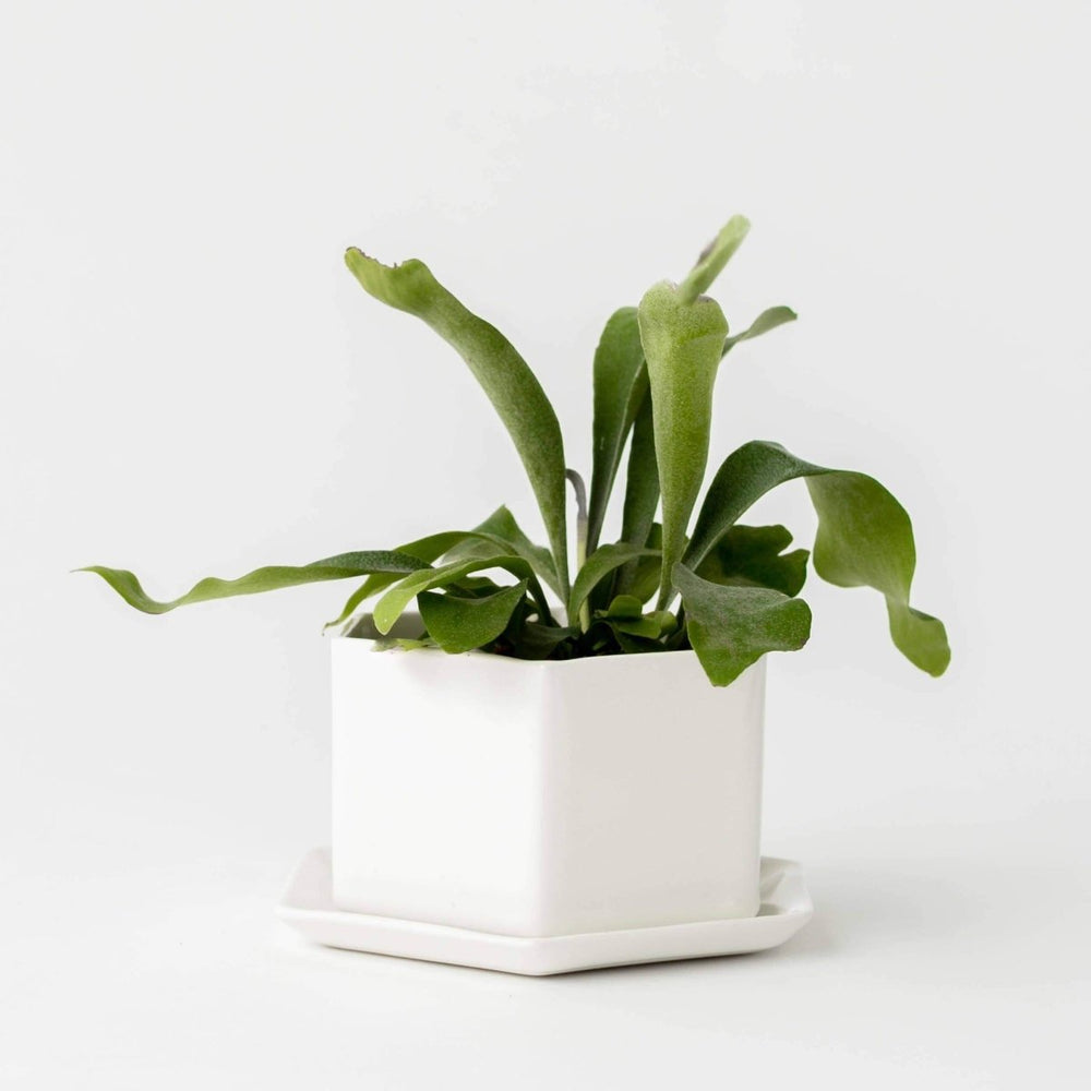 CONVIVIAL White Hexagon Planter, 6