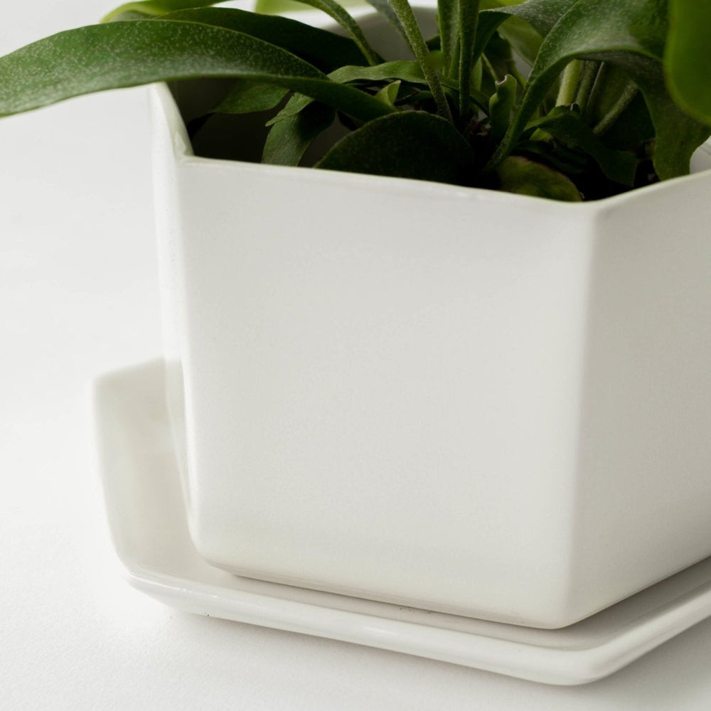 
                      
                        CONVIVIAL White Hexagon Planter, 6" - lily & onyx
                      
                    