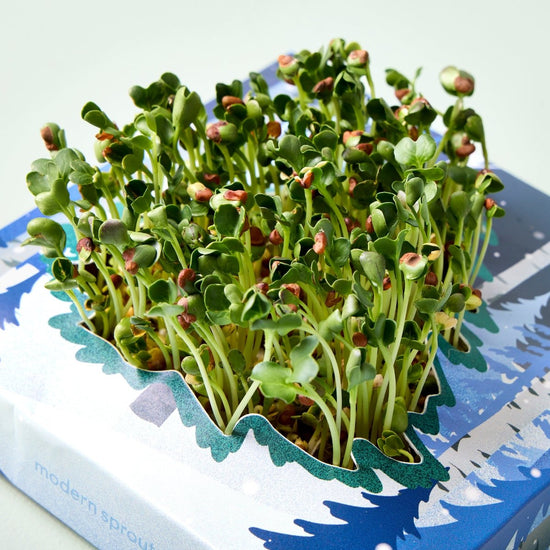 Load image into Gallery viewer, Modern Sprout Winter Wonderland Microgreens Kit - lily &amp;amp; onyx
